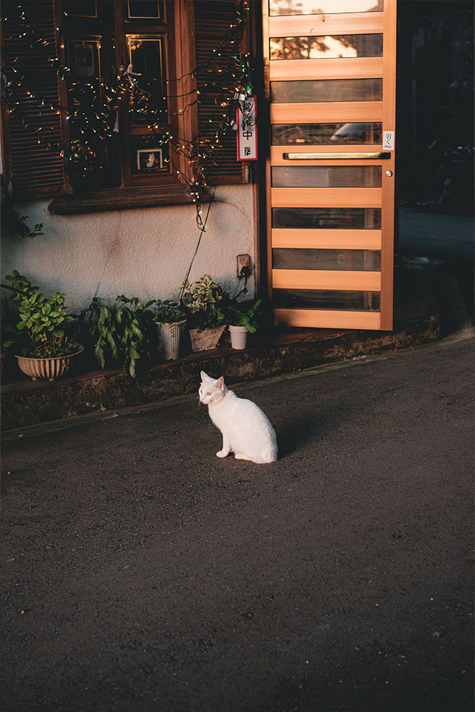 猫　夕方　白色