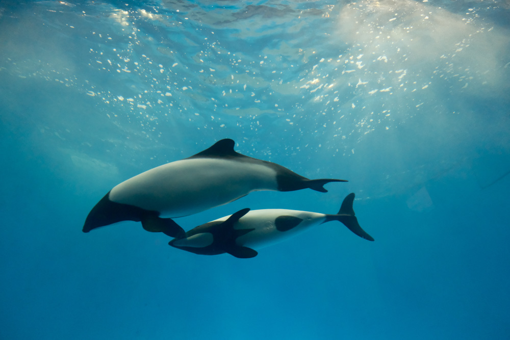 三重観光】鳥羽水族館へ行ってきた！アクセスや見どころ、特徴をまとめ  